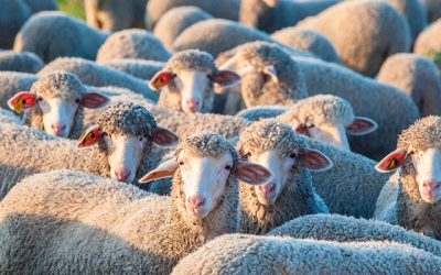 ¿Cuántas razas de ganado ovino hay en España?